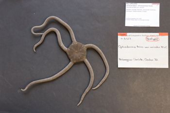 Media type: image; Invertebrate Zoology OPH-6153